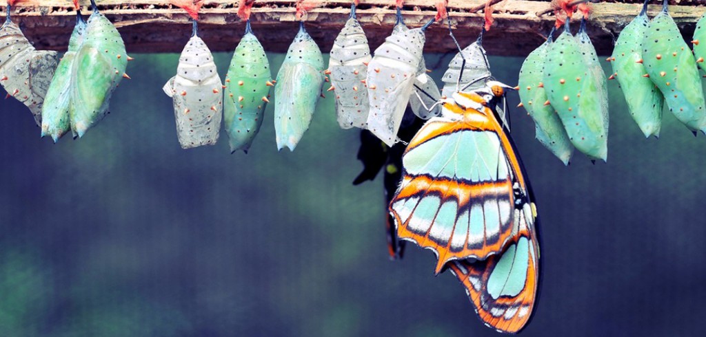 How to Change Career Successfully A row of cocoons and one butterfly