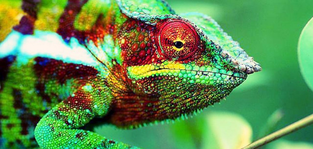 12 Things Successful People Never Reveal About Themselves At Work cameleon