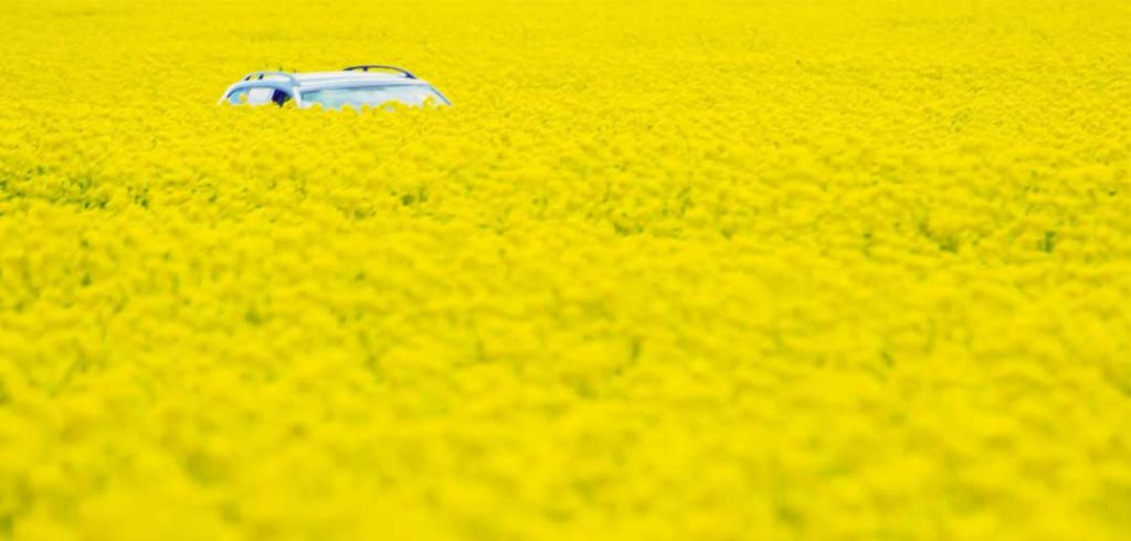 Managers, Discover Your Hidden Potential Car hiding in a field of flowers