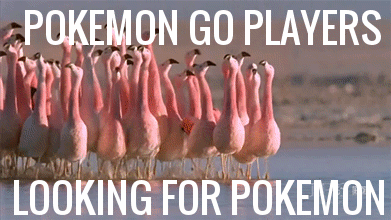 pokemon go players looking for pokemon