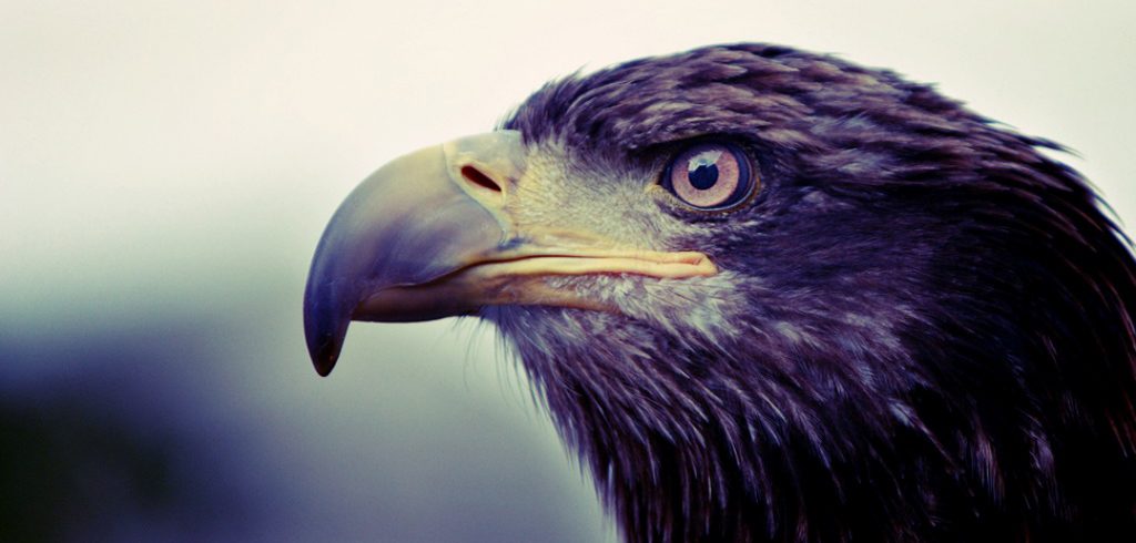 Your Co-worker got YOUR Promotion? Here’s What you Need to Do eagle eye