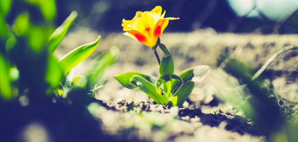 Creating Capable Managers: Tips for Developing Millennials Tips for developing millennials yellow flower