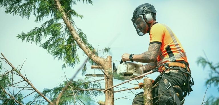 How to Become a Tree Surgeon How to Become a Tree Surgeon