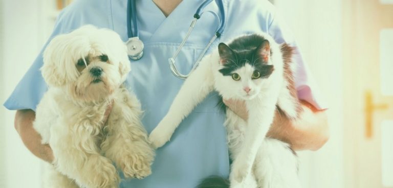 5 Top Tips for Locum Vet Job Interviews 5 Top Tips for Locum Vet Job Interviews