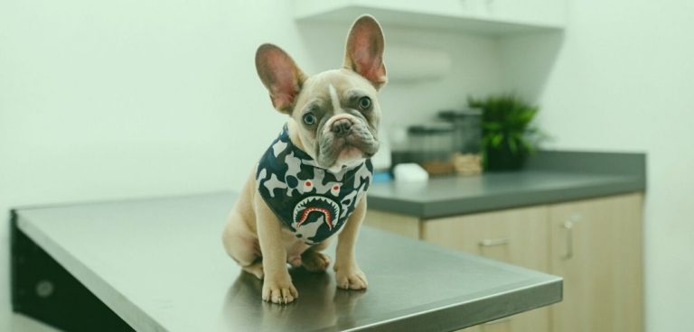 Top Ways to Easily Improve Your Vet Clinic