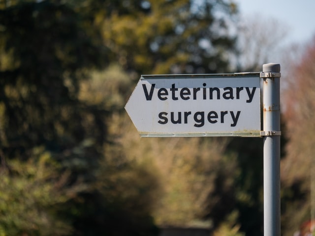 Vet surgery