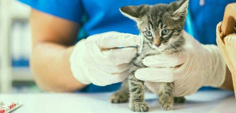 6 Ways to Improve Your Veterinary Clinic 6 Ways to Improve Your Veterinary Clinic