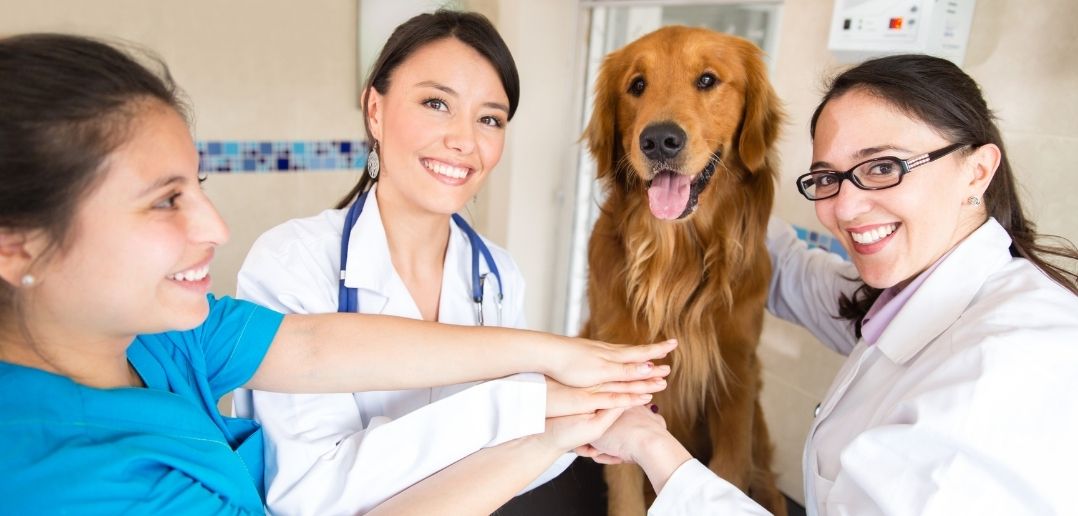 Improve Your Veterinary Clinic